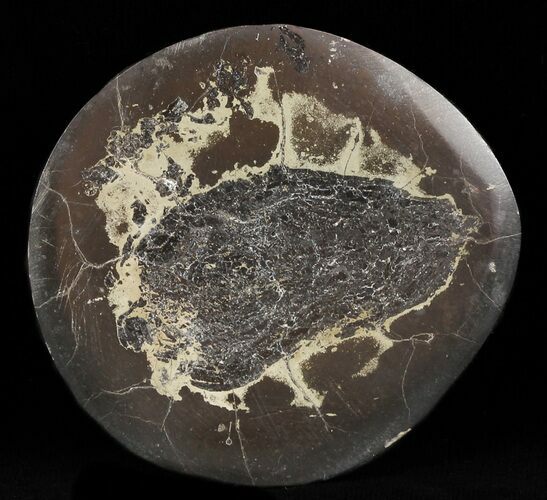 Polished Fish Coprolite (Fossil Poo) - Scotland #50464